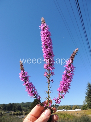 loosestrife, purple